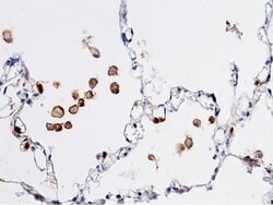 CD16 Mouse anti-Human, Clone: 7, Invitrogen 100 &mu;L | Buy Online | Thermo Scientific | Fisher Scientific