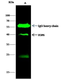 Invitrogen FDPS Recombinant Rabbit Monoclonal Antibody (002) 100 &mu;L;
