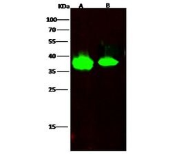 Invitrogen FDPS Recombinant Rabbit Monoclonal Antibody (002) 100 &mu;L;