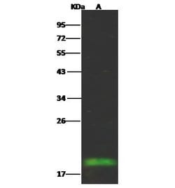 Invitrogen FHIT Recombinant Rabbit Monoclonal Antibody (104) 100 &mu;L;