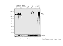 Invitrogen Fibronectin Recombinant Rabbit Monoclonal Antibody (014) 100 &mu;L | Buy Online | Invitrogen&trade; | Fisher Scientific