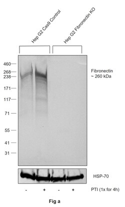 Invitrogen Fibronectin Recombinant Rabbit Monoclonal Antibody (014) 100 &mu;L | Buy Online | Invitrogen&trade; | Fisher Scientific