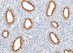 Invitrogen GOLPH2 Monoclonal Antibody (9C2D3) 100 &mu;L; Unconjugated:Antibodies,