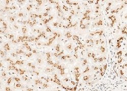Invitrogen GOLPH2 Monoclonal Antibody (9C2D3) 100 &mu;L; Unconjugated:Antibodies,