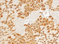 Invitrogen HAGH Monoclonal Antibody (01) 100 &mu;L | Buy Online | Invitrogen&trade; | Fisher Scientific