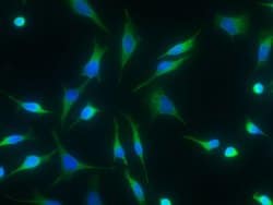 Invitrogen 15-PGDH Recombinant Rabbit Monoclonal Antibody (027) 100 &mu;L;