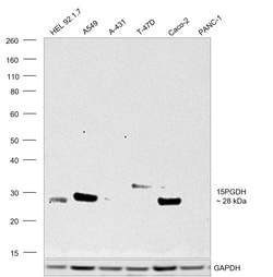 Invitrogen 15-PGDH Recombinant Rabbit Monoclonal Antibody (027) 100 &mu;L;