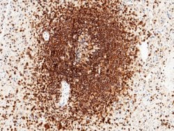 Invitrogen ICAM-3 Recombinant Rabbit Monoclonal Antibody (002) 100 &mu;L;