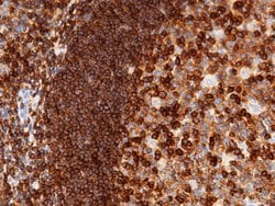 Invitrogen ICAM-3 Recombinant Rabbit Monoclonal Antibody (002) 100 &mu;L;
