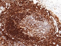 Invitrogen ICAM-3 Recombinant Rabbit Monoclonal Antibody (003) 100 &mu;L;
