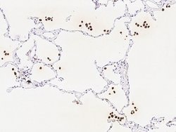 Invitrogen IFI30 Recombinant Rabbit Monoclonal Antibody (003) 100 &mu;L;