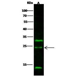 Invitrogen IL-32 Monoclonal Antibody (12) 100 &mu;L; Unconjugated:Antibodies,