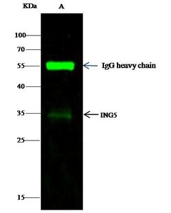 Invitrogen ING5 Recombinant Rabbit Monoclonal Antibody (119) 100 &mu;L;