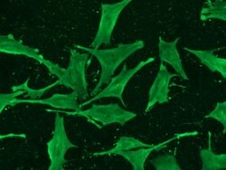 Invitrogen ISG15 Recombinant Rabbit Monoclonal Antibody (239) 100 &mu;L | Buy Online | Invitrogen&trade; | Fisher Scientific