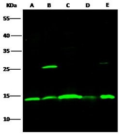 Invitrogen ISG15 Recombinant Rabbit Monoclonal Antibody (239) 100 &mu;L | Buy Online | Invitrogen&trade; | Fisher Scientific