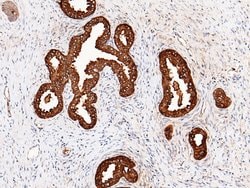 Invitrogen PSA Monoclonal Antibody (03) 100 &mu;L; Unconjugated:Antibodies,