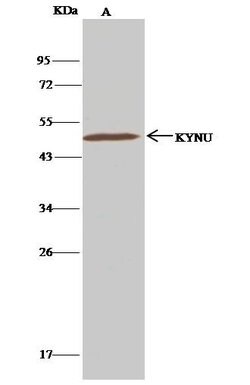 Invitrogen KYNU Recombinant Rabbit Monoclonal Antibody (062) 100 &mu;L;