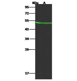 Invitrogen KYNU Recombinant Rabbit Monoclonal Antibody (062) 100 &mu;L;