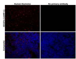 Invitrogen LAMP1 Recombinant Rabbit Monoclonal Antibody (107) 100 &mu;L;