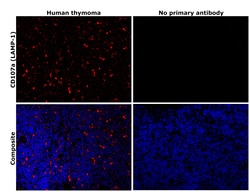 Invitrogen LAMP1 Recombinant Rabbit Monoclonal Antibody (107) 100 &mu;L;