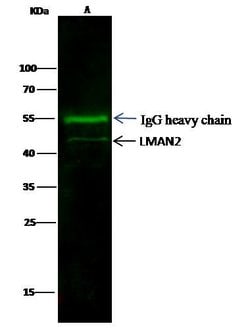 Invitrogen VIP36 Monoclonal Antibody (02) 100 &mu;L; Unconjugated:Antibodies,