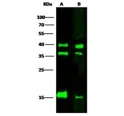 Invitrogen VIP36 Monoclonal Antibody (02) 100 &mu;L; Unconjugated:Antibodies,