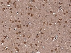 Invitrogen RAP Monoclonal Antibody (1D6F3B4) 100 &mu;L; Unconjugated:Antibodies,