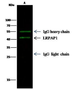Invitrogen RAP Monoclonal Antibody (1D6F3B4) 100 &mu;L; Unconjugated:Antibodies,