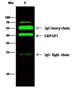 Invitrogen RAP Recombinant Rabbit Monoclonal Antibody (4) 100 &mu;L; Unconjugated:Antibodies,