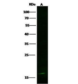 Invitrogen LSM1 Recombinant Rabbit Monoclonal Antibody (022) 100 &mu;L;
