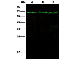 Invitrogen LTA4H Recombinant Rabbit Monoclonal Antibody (201) 100 &mu;L | Buy Online | Invitrogen&trade; | Fisher Scientific