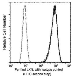 Invitrogen Latexin Recombinant Rabbit Monoclonal Antibody (101) 100 &mu;L;