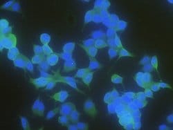 Invitrogen Latexin Recombinant Rabbit Monoclonal Antibody (101) 100 &mu;L;