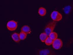 Invitrogen LYPD3 Recombinant Rabbit Monoclonal Antibody (213) 100 &mu;L;
