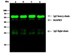 Invitrogen JNK2 Recombinant Rabbit Monoclonal Antibody (011) 100 &mu;L;