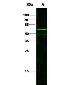 Invitrogen JNK2 Recombinant Rabbit Monoclonal Antibody (011) 100 &mu;L;
