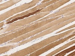 Invitrogen MAPKAPK3 Monoclonal Antibody (01) 100 &mu;L; Unconjugated:Antibodies,