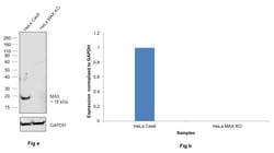 MAX Monoclonal Antibody (01), Invitrogen 100 &mu;L; Unconjugated:Antibodies,