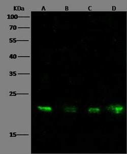 MAX Monoclonal Antibody (01), Invitrogen 100 &mu;L; Unconjugated:Antibodies,