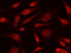 Invitrogen MAX Recombinant Rabbit Monoclonal Antibody (103) 100 &mu;L;