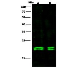 Invitrogen MAX Recombinant Rabbit Monoclonal Antibody (103) 100 &mu;L;