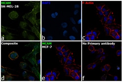 Invitrogen CD146 Recombinant Rabbit Monoclonal Antibody (012) 100 &mu;L;