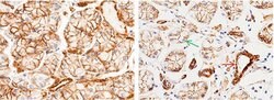 Invitrogen CD146 Recombinant Rabbit Monoclonal Antibody (012) 100 &mu;L;