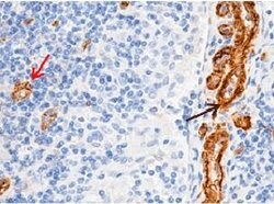 Invitrogen CD146 Recombinant Rabbit Monoclonal Antibody (012) 100 &mu;L;