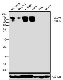 Invitrogen CD146 Recombinant Rabbit Monoclonal Antibody (012) 100 &mu;L;