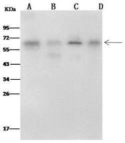 Invitrogen METAP2 Monoclonal Antibody (09) 100 &mu;L; Unconjugated:Antibodies,