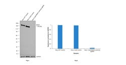 Invitrogen MSH6 Recombinant Rabbit Monoclonal Antibody (021) 100 &mu;L;