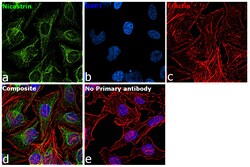 Invitrogen Nicastrin Recombinant Rabbit Monoclonal Antibody (004) 100 &mu;L;
