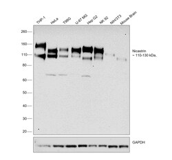 Invitrogen Nicastrin Recombinant Rabbit Monoclonal Antibody (004) 100 &mu;L;