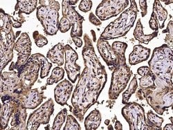 Invitrogen Nectin 3 Monoclonal Antibody (02) 100 &mu;L; Unconjugated:Antibodies,